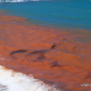 red tide ارتمیا کاهش red tide عمران سازان مهاب