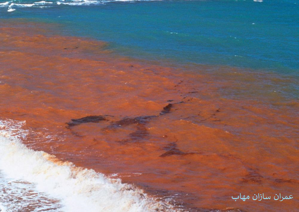 red tide ارتمیا کاهش red tide عمران سازان مهاب